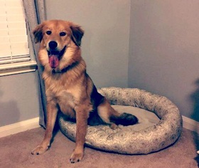 Golden Shepherd Dogs for adoption in FORT WORTH, TX, USA