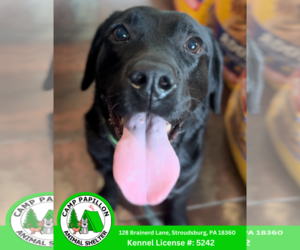 Labrador Retriever Dogs for adoption in Stroudsburg, PA, USA