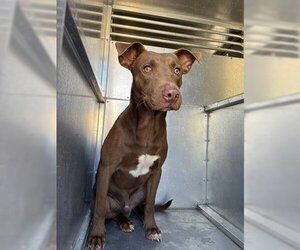 Labrador Retriever-Unknown Mix Dogs for adoption in Lufkin, TX, USA