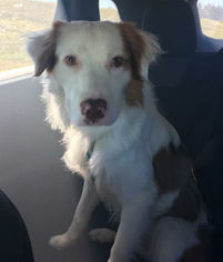 Australian Shepherd Dogs for adoption in Forreston, TX, USA