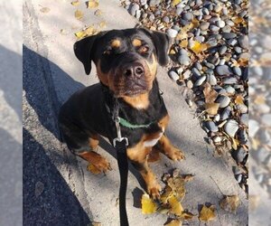 Rottweiler Dogs for adoption in Grand Junction, CO, USA