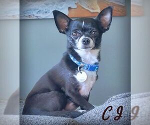 Chihuahua Dogs for adoption in Tustin, CA, USA