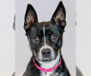 Border Collie-Unknown Mix Dogs for adoption in Kennesaw, GA, USA