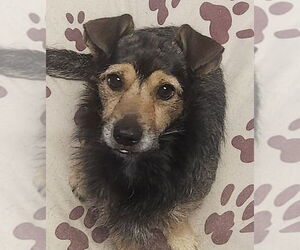 Dachshund-Unknown Mix Dogs for adoption in Oakland Park, FL, USA