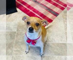 Jack Russell Terrier Dogs for adoption in San Pablo, CA, USA