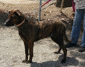 Greyhound Dogs for adoption in Yucaipa, CA, USA