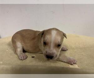 American Pit Bull Terrier-German Shepherd Dog Mix Dogs for adoption in Corona, CA, USA