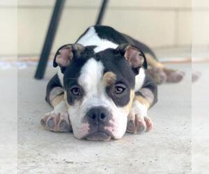 American Bulldog Dogs for adoption in Austin, TX, USA