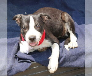 Boston Terrier-Unknown Mix Dogs for adoption in Bandera, TX, USA