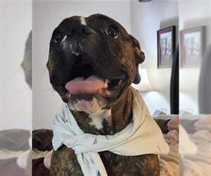 Boxer-Unknown Mix Dogs for adoption in San Antonio, TX, USA