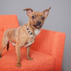 Mutt Dogs for adoption in Mission Hills, CA, USA
