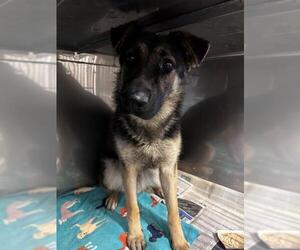 German Shepherd Dog Dogs for adoption in Downey, CA, USA