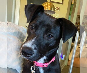 Labrador Retriever-Unknown Mix Dogs for adoption in Canton, CT, USA