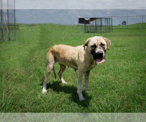 Anatolian Shepherd-Unknown Mix Dogs for adoption in Abbeville, LA, USA
