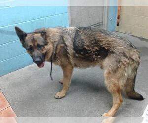 German Shepherd Dog Dogs for adoption in Downey, CA, USA