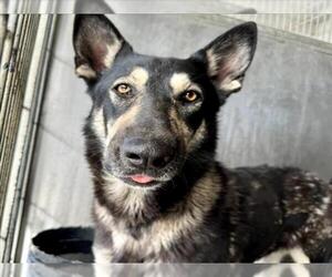 German Shepherd Dog-Unknown Mix Dogs for adoption in San Bernardino, CA, USA