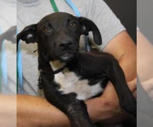 Labrador Retriever Dogs for adoption in Bridgewater, NJ, USA