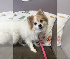 Pomeranian Dogs for adoption in Kansas City, MO, USA