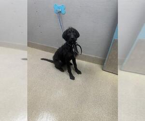 Mutt Dogs for adoption in Las Vegas, NV, USA