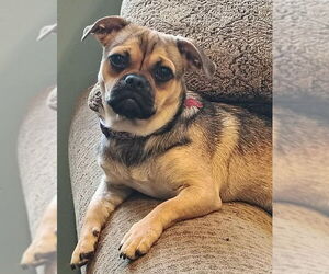 Pug-Unknown Mix Dogs for adoption in San Diego, CA, USA