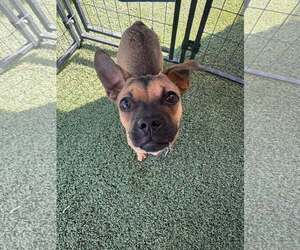 Chug Dogs for adoption in Tempe , AZ, USA