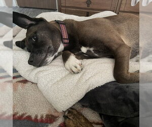 Mutt Dogs for adoption in Alameda, CA, USA