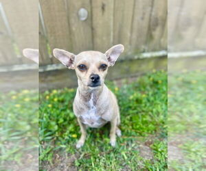 Chihuahua-Unknown Mix Dogs for adoption in Brewster, NY, USA