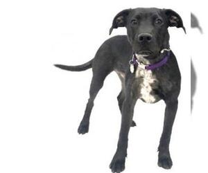 Mutt Dogs for adoption in Show Low, AZ, USA