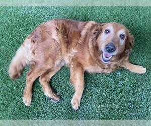 Golden Retriever Dogs for adoption in Corona, CA, USA