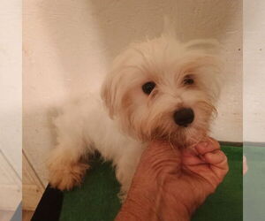 Maltese Dogs for adoption in Bonifay, MO, USA