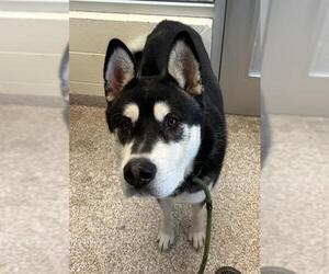 Akita Dogs for adoption in Pueblo, CO, USA