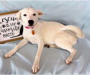Labrador Retriever-Unknown Mix Dogs for adoption in Genesee, WI, USA