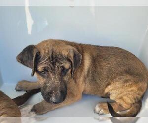 German Shepherd Dog-Unknown Mix Dogs for adoption in Houston, TX, USA