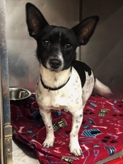 Rat Terrier Dogs for adoption in Akron, OH, USA