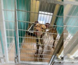 American Pit Bull Terrier-Unknown Mix Dogs for adoption in Texas City, TX, USA