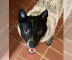 Shiba Inu-Unknown Mix Dogs for adoption in Doylestown, PA, USA