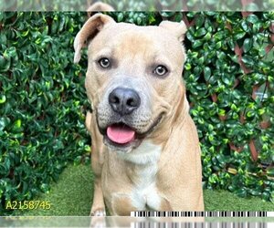 American Pit Bull Terrier Dogs for adoption in West Palm Beach, FL, USA