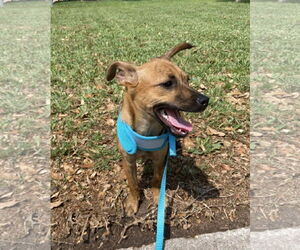 Chihuahua-Unknown Mix Dogs for adoption in Missouri City, TX, USA