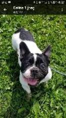 French Bulldog Dogs for adoption in Newcastle, Ontario, Canada