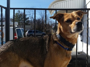 Mutt Dogs for adoption in Cincinnati, OH, USA