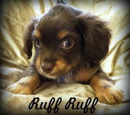 Medium Photo #1 Cavalier King Charles Spaniel-Dachshund Mix Puppy For Sale in Anaheim Hills, CA, USA