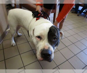 American Pit Bull Terrier-Unknown Mix Dogs for adoption in Ocala, FL, USA