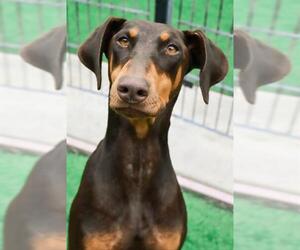Doberman Pinscher Dogs for adoption in Sacramento, CA, USA