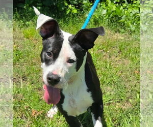 Mutt Dogs for adoption in Anniston, AL, USA