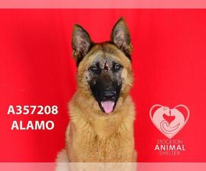German Shepherd Dog Dogs for adoption in Stockton, CA, USA