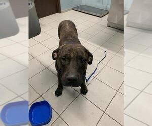 Mutt Dogs for adoption in Corpus Christi, TX, USA