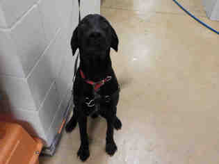 Lab-Pointer Dogs for adoption in Minneapolis, MN, USA