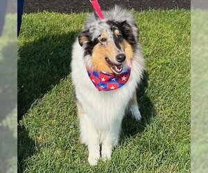 Collie Dogs for adoption in Dublin, OH, USA