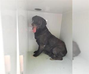 Labrador Retriever-Unknown Mix Dogs for adoption in Houston, TX, USA