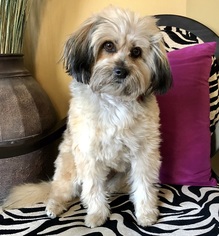 Havanese Dogs for adoption in Potomac, MD, USA